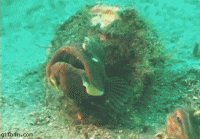 Paslaptis avataras