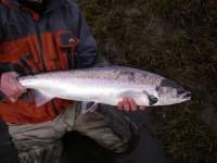 Salmo avataras